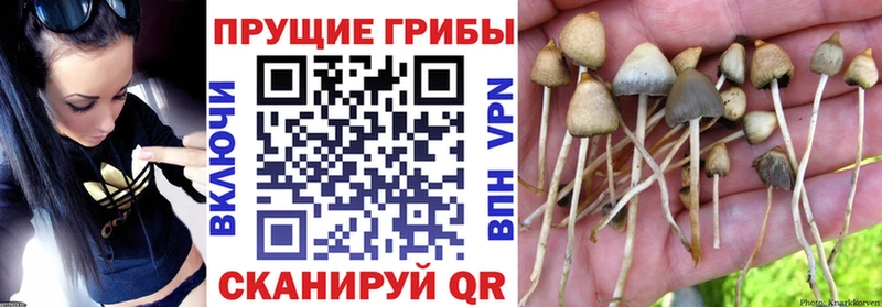 Псилоцибиновые грибы Psilocybine cubensis  купить   MEGA вход  Каневская 